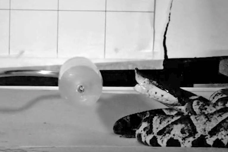 Cobra com padrão de pele em tons claros e escuros enrolada sobre superfície plana, próxima a uma lâmpada redonda acesa, com parede de azulejos ao fundo e rachadura visível na parede.